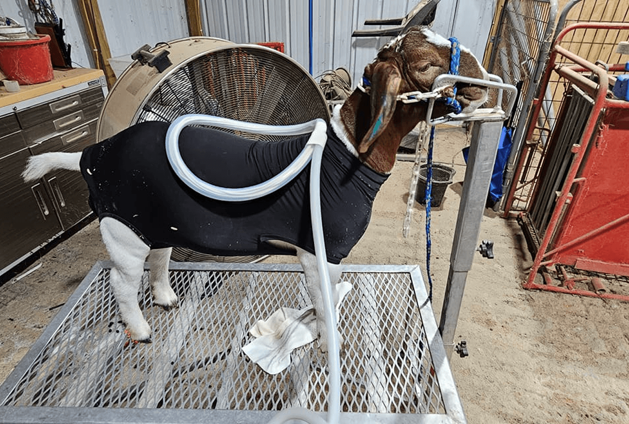 Small Animal PEMF Therapy